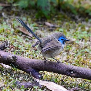 Variegated Fairywren