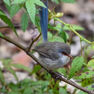 Variegated Fairywren