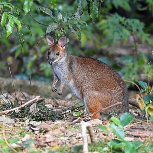 Red-legged Pademelon