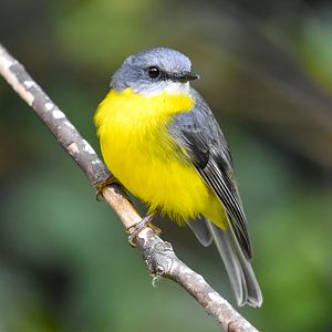 Eastern Yellow Robin