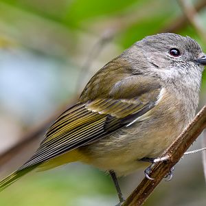Golden Whistler