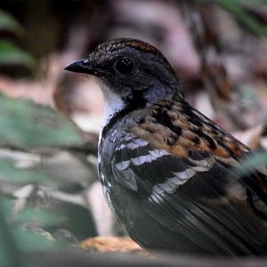 Australian Logrunner