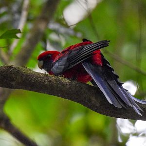 Crimson Rosella