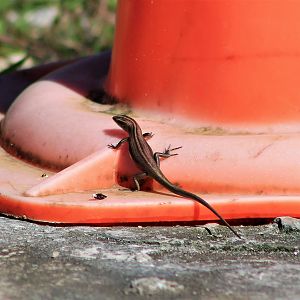 Brown-tailed Copper-striped Skink (Emoia cyanura)