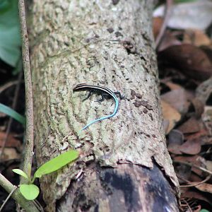 Pacific Blue-tailed Skink (Emoia caeruleocauda)