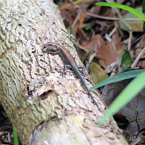 Blue-tailed Copper-striped Skink (Emoia impar)