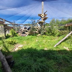 Welsh wild cat - enclosure