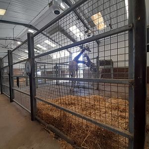 Giraffe - indoor area