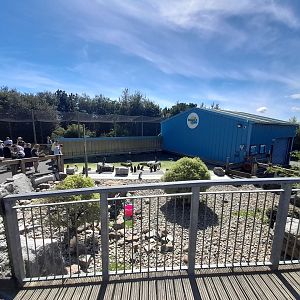 Penguin - outdoor area B