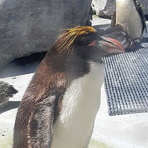 Macaroni penguin