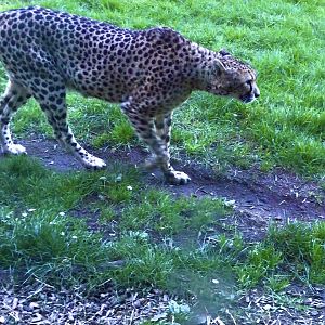 Qia (Female Cheetah)