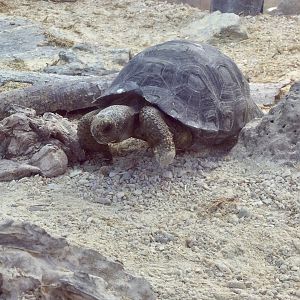Juvenile Galapagos Giant Tortoise