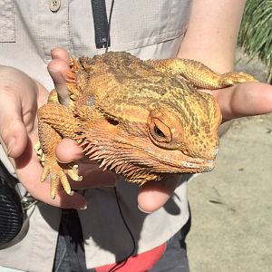Central bearded dragon (Pogona vitticeps)