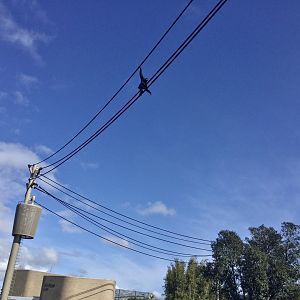 Siamang on Aerial Pathway