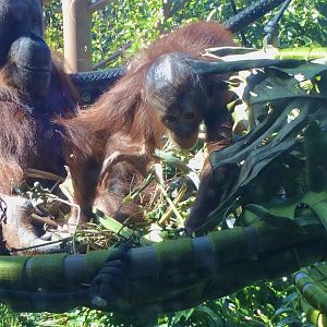 Bahmi (Bornean Orangutan) - 17 months