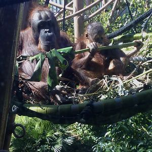 Melur and Bahmi (Bornean Orangutans)
