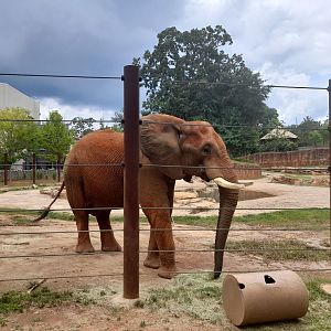 African elephant - on show outdoor area