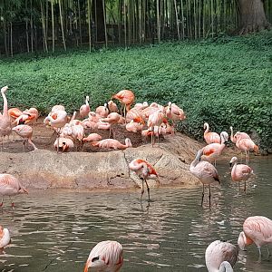 Flamingo - enclosure