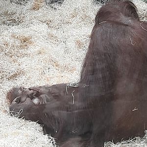 Orangutan
