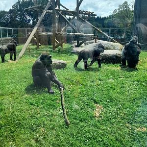 Gorilla - outdoor area