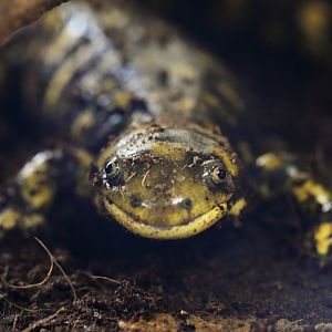 Ambystoma mavurtium