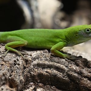 Anolis chlorocyanus