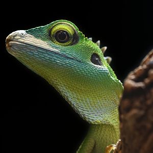 Bronchocela cristatella