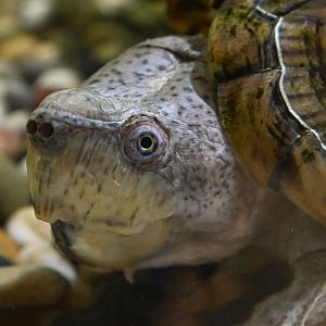 Kinosternom carinatus