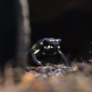 Melanophryniscus klappenbachi