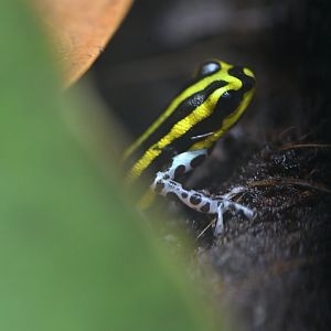 Ranitomeya sirensis