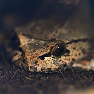 Trichobatratus robustus