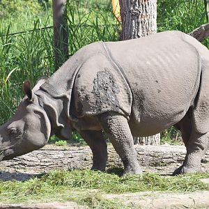 Indian rhinoceros - August 2023