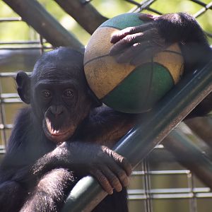 Bonobo - August 2023