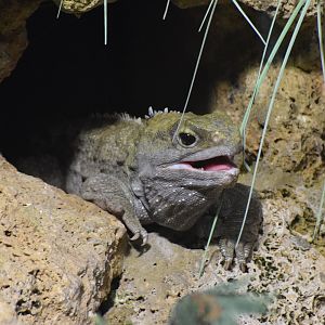 Tuatara - August 2023