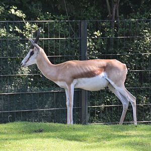 Springbock - August 2023