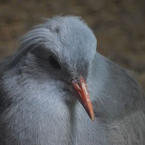 Kagu - August 2023
