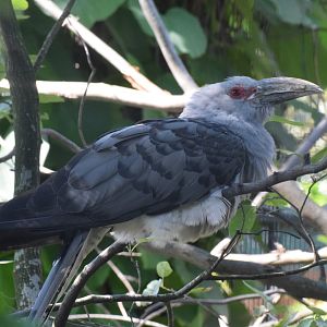 Channel-billed cuckoo - August 2023