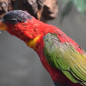 Purple-naped lory - August 2023