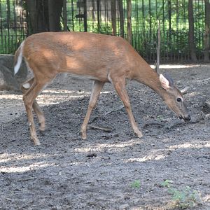 White-tailed deer - August 2023
