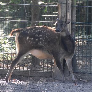 Visayan spotted deer - August 2023