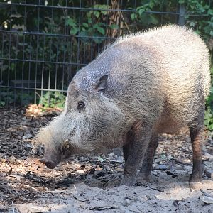 Bearded pig - August 2023