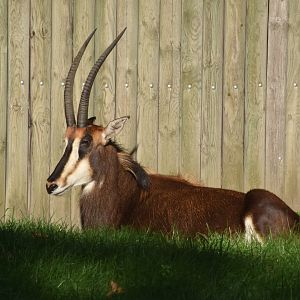 Sable antelope - August 2023