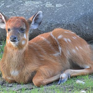 Sitatunga calf - August 2023