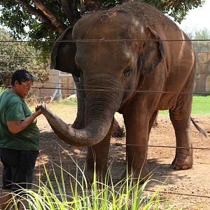 Asian Elephant at Pafos Zoo 30/07/2023