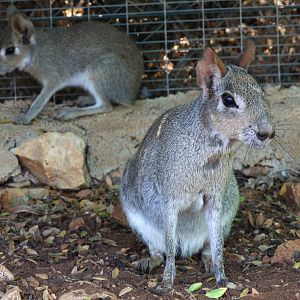Chacoan Mara at Pafos Zoo 30/07/2023