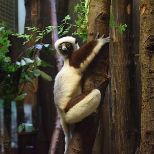 Coquerel's sifaka - August 2023