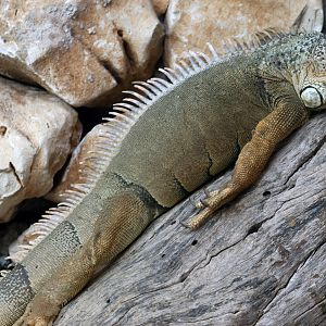 Green Iguana at Pafos Zoo 30/07/2023