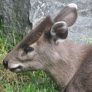 Tufted deer - August 2023