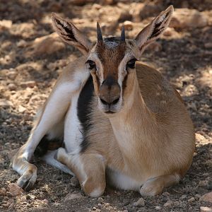 Thomson's Gazelle at Pafos Zoo 30/07/2023
