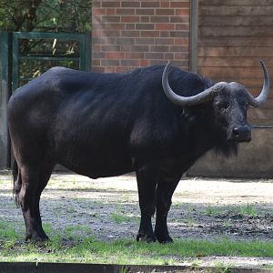 African buffalo - August 2023